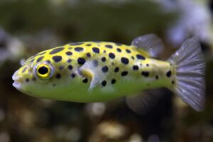 Our happy little Green Spotted Puffer his name is BIG PUFF!