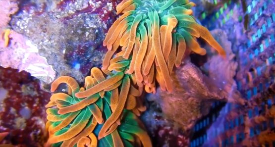 Sea Anemone Splitting: Causes, Signs & Post-Split Care