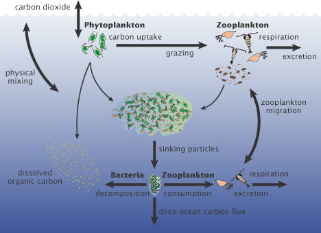 Phytoplankton are responsible for most of the transfer of carbon dioxide from the atmosphere to the ocean. Carbon dioxide is consumed during photosynthesis, and the carbon is incorporated in the phytoplankton, just as carbon is stored in the wood and leaves of a tree. Most of the carbon is returned to near-surface waters when phytoplankton are eaten or decompose, but some falls into the ocean depths. (Illustration adapted from A New Wave of Ocean Science, U.S. JGOFS.)