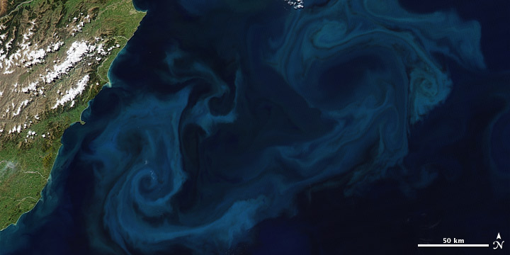 Phytoplankton can grow explosively over a few days or weeks. This pair of satellite images shows a bloom that formed east of New Zealand between October 11 and October 25, 2009. (NASA images by Robert Simmon and Jesse Allen, based on MODIS data.)