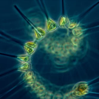 What is the function of phytoplankton?