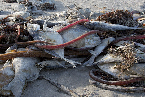 Dead fish washed onto a beach at Padre Island, Texas, in October 2009, following a red tide (harmful algal bloom). (Photograph ©2009 qnr-away for a while.)