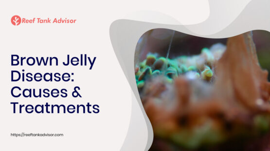 Brown Jelly Disease; What it is and How to Treat it