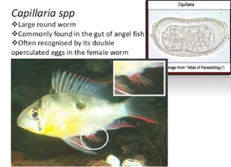 Aquarium, Fish Parasites, Worms; Planaria, Nematodes, Detritus, Anchor