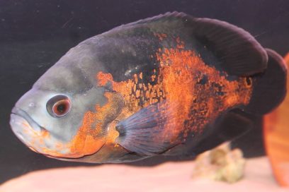 Oscar Fish Part 1 (How to care for Oscar fish)