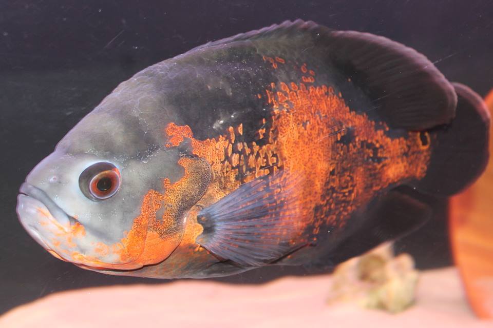 Oscar Fish Part 1 (How to care for Oscar fish)